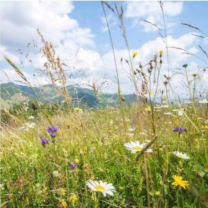 Natur